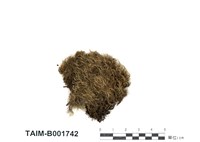 藏品(長葉擬白髮苔)的圖片